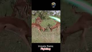 Impala Rams Fighting [upl. by Arrais]