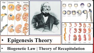 Epigenesis Theory  BiogeneticRecapitulation theory  E Von Baer Law History of Develop Bio P2 [upl. by Shirley]