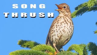 SONG THRUSH bird sounds and nest [upl. by Naenaj501]