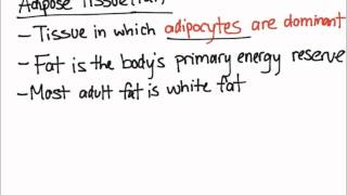 Adipose Tissue [upl. by Dowdell]