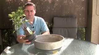 How to Bonsai  My bonsai that I received as a Christmas gift is dying  Help [upl. by Aramot]