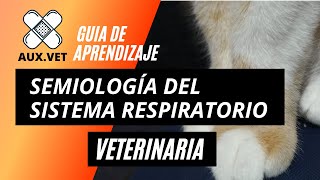 SEMIOLOGÍA DEL SISTEMA RESPIRATORIO VETERINARIA [upl. by Ellehcin955]