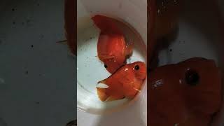 swim bladder disease parrot fish treatment heater  sea salt shorts disease fish aquarium [upl. by Lyall713]