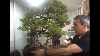 Pinus thunbergii bonsai Repotting by Gabriel Romero Aguade [upl. by Moskow]