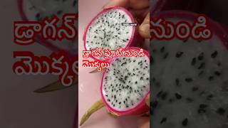 Dragon fruit plants from fresh fruit teluguvlogs gardeninggrowingplantstelugushortsytshorts [upl. by Acillegna]