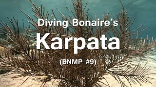 Diving Bonaires Karpata Dive Site [upl. by Rekcut336]