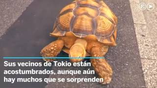 Mi mascota es una tortuga gigante [upl. by Franny]