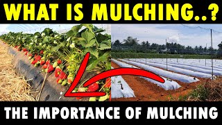 MULCHING  New Agriculture Technology  What is Mulching  Benefits of Mulching in Agriculture [upl. by Aushoj]