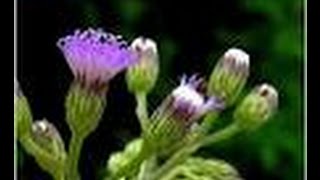 Vernonia cinereaMonarakudumbiyaironweed [upl. by Rann]