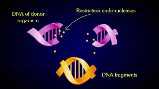 The Events Of Recombinant DNA Technology [upl. by Allertse]