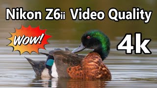 Nikon Z6ii Video Quality 4K [upl. by Nivri]