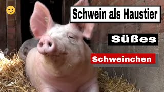 Schwein als Haustier  Süßes Schweinchen [upl. by Ares]