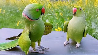 Ringneck Parrot Videos Compilation [upl. by Lynelle]