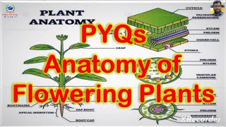 PYQs on TISSUES Histology and Plant Anatomy [upl. by Ennaesor]