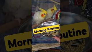 My Pet Story Part 2 🐤🐤trending viralshorts odia pets goodmorning youtubeshorts yt gullugulli [upl. by Rodavlas]