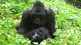 RARE FOOTAGE  Silverback Mountain Gorilla Mating in Bwindi Impenetrable Forest [upl. by Anima]