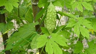 baby plant of karela Momordica charantia [upl. by Kalbli]