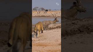 Trapped in Mud How a Kudu Outsmarted a Lioness [upl. by Saum]