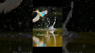 👑KingFisher👑 the real divers kingfisher diving animals birds [upl. by Ttcos478]