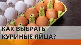 На киевском рынке продают зараженные куриные яйца – Утро в Большом Городе [upl. by Gaughan639]