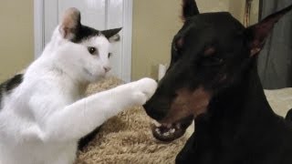 Pancake the kitten loves his Doberman [upl. by Lazaruk846]