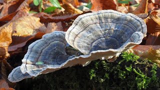 Wrośniak różnobarwny  Trametes versicolor [upl. by Naz]