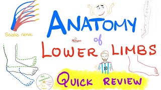 Anatomy of Lower Limb  Quick Review  Anatomy Review Series [upl. by Clotilda]