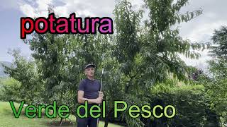 Potatura verde del pesco [upl. by Mallory]