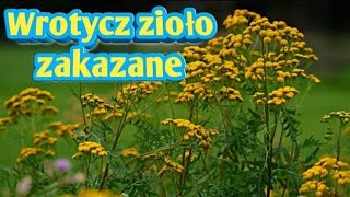 526 Wrotycz Zioło Zakazane Kopia Ten Film Został Skasowany [upl. by Perl]