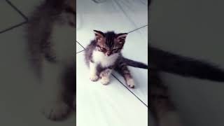 Miko main miki nyantai music song apt anakkucinglucuimutgemesin kucingabuabuyanglucu cat [upl. by Lertnom]