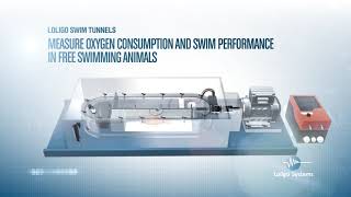 Introduction to Loligo® swim tunnels [upl. by Imoan]