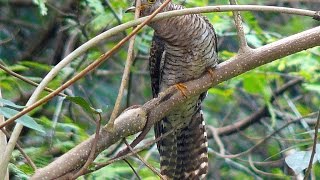 Indian Cuckoo Calling [upl. by Ansel]