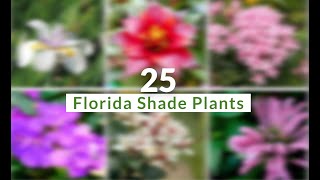 25 Florida Plants That Grow In Shade [upl. by Otir]