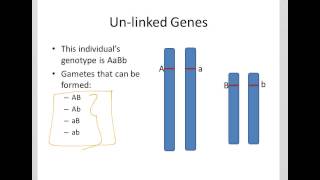 A Review of Unlinked Genes [upl. by Negaet698]