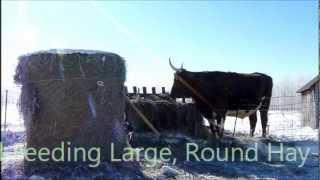 Hand Feeding Large Round HayBales [upl. by Onilegna]