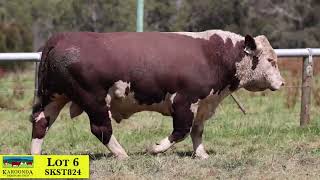 Lot 6 SKST824 Karoonda Herefords 2024 [upl. by Forrer]