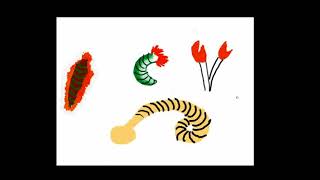 A basic introduction to polychaete worms [upl. by Suzetta]