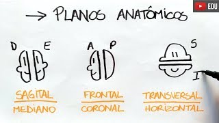 Anatomia em 1 minuto Planos Anatômicos  Anatomia e etc [upl. by Varien]