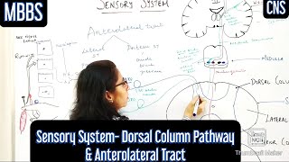 Sensory System Dorsal Column Pathway Anterolateral Tract mbbs medicine neetpg usmle [upl. by Selene157]