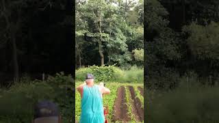 Hilling the Sweet Corn using Troy Bilt Tiller with Furrowing Attachment [upl. by Deina]