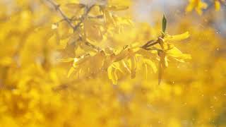 How to Grow Forsythia [upl. by Razaile]