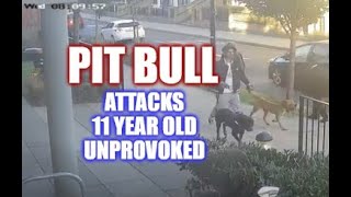 Pit Bull Attacks 11 Year Old Unprovoked The Incompetence Of Dog Behaviorists [upl. by Perceval]