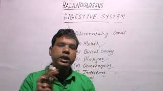 BALANOGLOSSUSDigestive System [upl. by Farhi606]