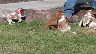 Cavalier King Charles Spaniel Puppies For Sale [upl. by Rudyard41]