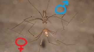 Spider Sx Daddy LongLegs mating Pholcus phalangioides  Zitterspinne [upl. by Aggappe]