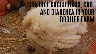 Easy and Simply Ways to Control Coccidiosis CRD and Diarrhea in Your Broiler Poultry Farm [upl. by Arluene]