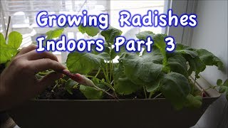 Growing Radishes indoors in containers part 3 [upl. by Araht]