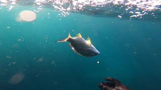 Spearfishing Seal Rocks [upl. by Roana181]