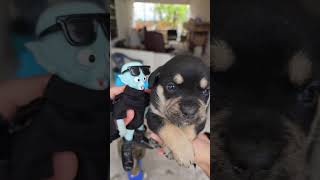 🤩 Hagamos VIRAL a este PERRITO 🐶 es HERMOSO 💖 perrito memes meme juanito cute concurso viral [upl. by Wakeen443]