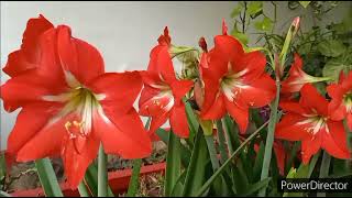 Amaryllis Lily all about Bulbs amp Care [upl. by Warila136]